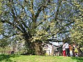 Ulmus laevis trunk and branches in spring