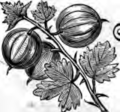 Thumbnail for File:Worman-gooseberry.png