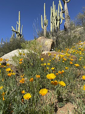 Yellow Poppies with Saguaro Cactus, Catalina State Park, Tucson, Arizona.