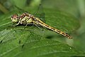 * Nomination: Female Sympetrum vulgatum --Korall 18:59, 20 August 2009 (UTC) * * Review needed