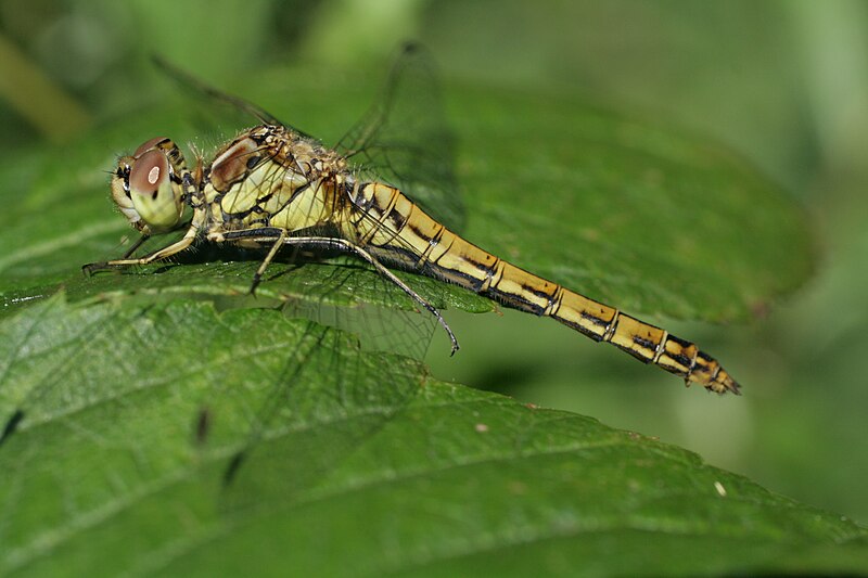 File:Female sympetrum vulgatum on leaf.JPG