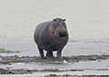 Walking in Ngorogoro crater