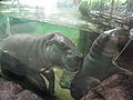 Pygmy hippos