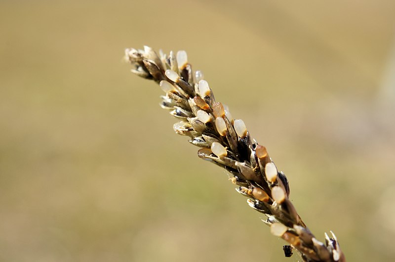 File:Sporobolus africanus seed2 (7417315732).jpg