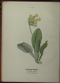 Primula veris plate 2 in: Wayside and woodland blossoms, 1895