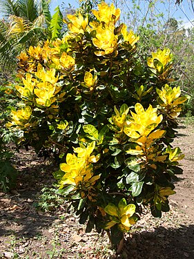 Yellow bush on Ometepe