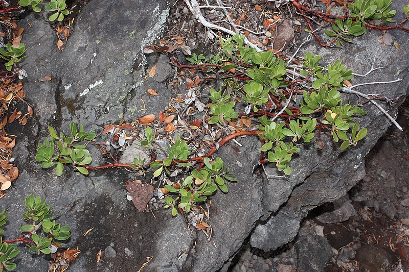 File:Arctostaphylos nevadensis 5869.JPG