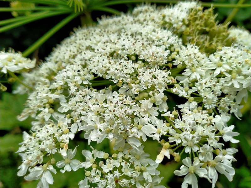 File:Heracleum mantegazzianum 110728640.jpg