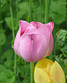 Pink tulip flower