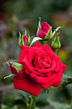 "Rose,_Veteran's_Honor2.jpg" by User:Flickr upload bot