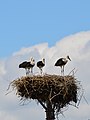 Vol'a Storks' Nest View J