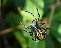 * Nomination Spider Argiope bruennichi wrapping its prey --Lucarelli 22:45, 7 August 2009 (UTC) * Promotion good --Mbdortmund 23:47, 7 August 2009 (UTC)