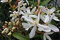 Clematis armandii, floral buds and flowers.