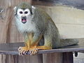 Deutsch: Gewöhnlicher Totenkopfaffe (Saimiri sciureus) im Tierpark Bochum. English: Common squirrel monkey (Saimiri sciureus) in the Tierpark Bochum, Germany.   This file was uploaded with Commonist.