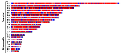 December 20: Mycosphaerella graminicola chromosomes