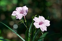 Ruellia simplex