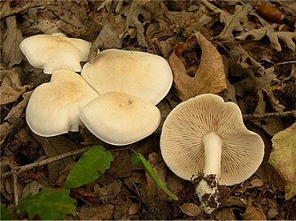 Tricholoma pseudoalbum