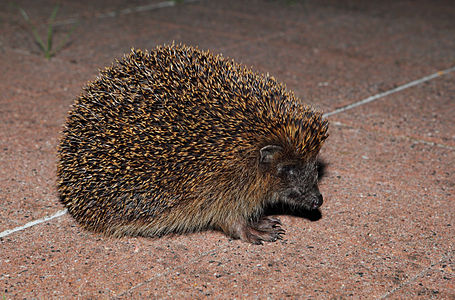 European Hedgehog