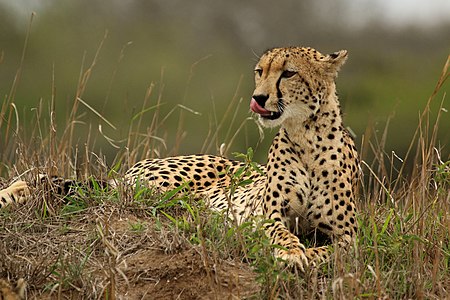 Female cheetah (Acinonyx jubatus)