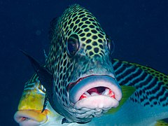 Harlequin sweetlips (Plectorhinchus chaetodonoides) (49509646176).jpg