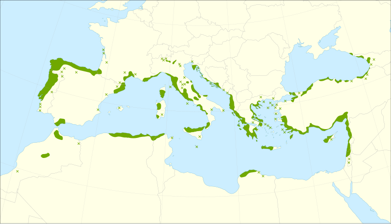 File:Laurus nobilis range.svg