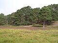 Scots Pines at Luibeg