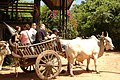 Ox cart (Thailand)