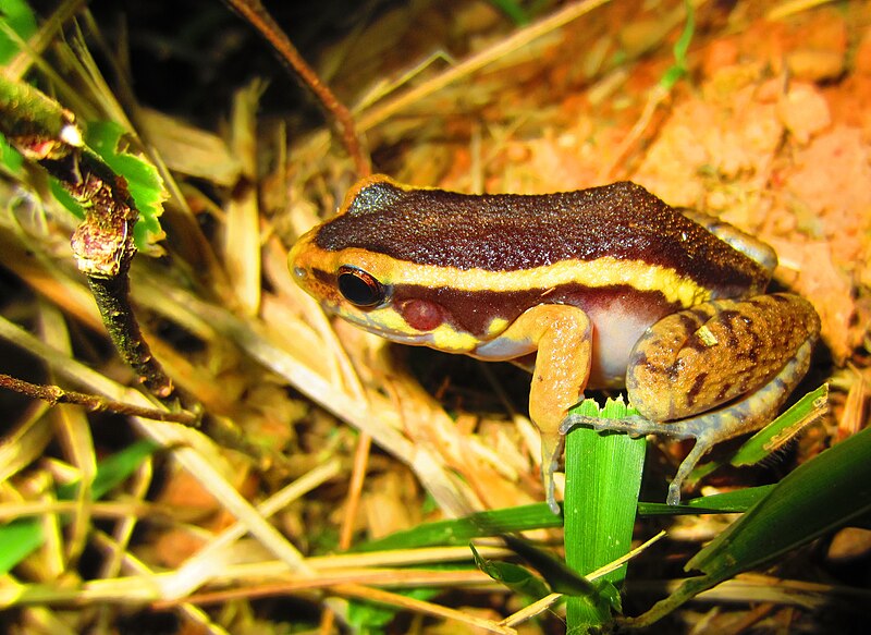 File:Leptodactylus lineatus in Ecuador.jpg