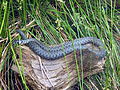 Deutsch: Ringelnatter (Natrix natrix) im Tierpark Bochum. English: Grass snake (Natrix natrix) in the Tierpark Bochum, Germany.   This file was uploaded with Commonist.