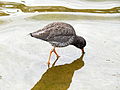 Deutsch: Rotschenkel (Tringa totanus) im Tierpark Bochum. English: Common redshank (Tringa totanus) in the Tierpark Bochum, Germany.   This file was uploaded with Commonist.