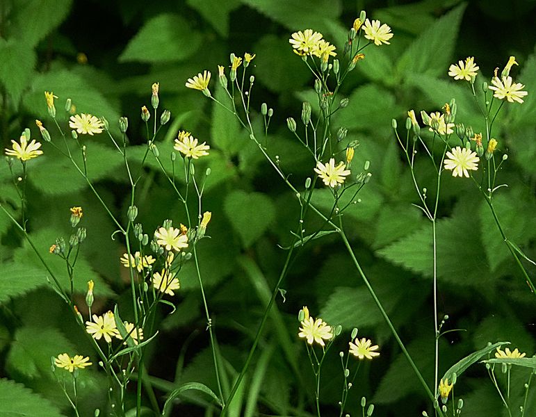 File:Rainkohl Kohlbruck.JPG