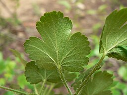 Ribes viscosissimum