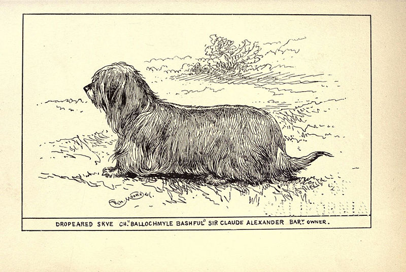 File:Skye Terrier BDL.jpg