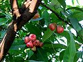 Fruits on a tree