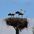 Vol'a Storks' Nest View C