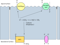 Alpha Intercalated Cell Cartoon.svg