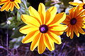 Rudbeckia hirta (cultivar)