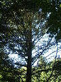 Deutsch: Nikko-Tanne im Botanischen Garten Bochum. English: Nikko fir in the Bochum botanical garden.