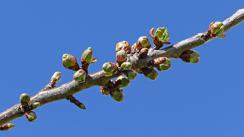 File:Cherry blossom buds 1.jpg