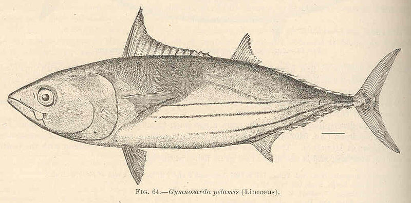 File:FMIB 42429 Gymnosarda pelamis (Linnaeus).jpeg