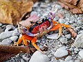 Land crab in Costa Rica