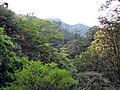 Yakushima