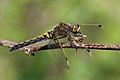 * Nomination Leucorrhinia rubicunda, female --Loz 10:03, 24 August 2009 (UTC) * Promotion Ok. --kallerna 12:32, 24 August 2009 (UTC)