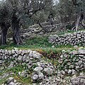 * Nomination: Olives growing on terraces, Mallorca --Heuschrecke 18:41, 14 December 2012 (UTC) * * Review needed