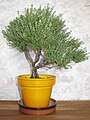 "Thymus_bonsai.jpg" by User:Tangopaso