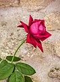 "Back_alley_rose_(31690649752).jpg" by User:Jon Kolbert