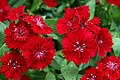 "Dianthus_Telstar_Crimson_1zz.jpg" by User:David Stang