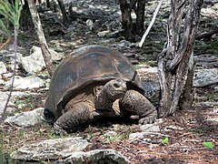 Giant Tortoise (32862290160).jpg