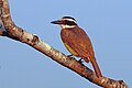 * Nomination Great kiskadee (Pitangus sulphuratus), Pantanal, Brazil --Charlesjsharp 14:09, 6 October 2015 (UTC) * Withdrawn Not sharp enough and blueish white line surrounding the bike and top of head. --Zcebeci 14:34, 6 October 2015 (UTC)~~~~