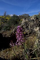 Orchis brancifortii